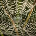 An intricate spider web adorned with dewdrops spans the image, creat Royalty Free Stock Photo