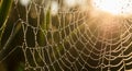 An intricate spider web is adorned Royalty Free Stock Photo