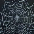 An intricate spider web adorned with numerous dewdrops, creating a Royalty Free Stock Photo