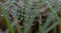 Intricate spider web adorned with translucent dew droplets, reflecting light and creating a pattern Royalty Free Stock Photo