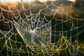 An intricate spider web glistens with delicate water droplets.