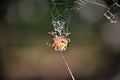 Marbled Orbweaver Spider in a Complex Web Royalty Free Stock Photo