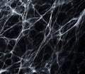 Intricate spider web network on dark background highlighting delicate structure
