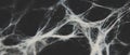 Delicate spider web texture revealed against a soft black backdrop Royalty Free Stock Photo