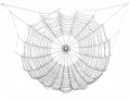 Intricate Spiderweb Against A White Background Symmetric Design Web Fine Strands Geometric Pattern Detail Royalty Free Stock Photo
