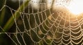 Intricate spiderweb covered in dewdrops, sparkling Royalty Free Stock Photo