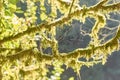 Intricate spiderweb on moss-covered tree branch in sunlit forest scene Royalty Free Stock Photo