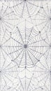 Intricate Spiderweb Pattern on White Background Royalty Free Stock Photo