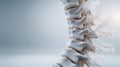Intricate spinal backbone illustration highlighting cortical and trabecular structures under sterile studio illumination for Royalty Free Stock Photo