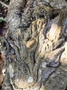 Intricate texture of old gnarled tree trunk bark displays natural patterns Royalty Free Stock Photo