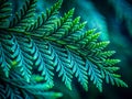Intricate Texture and Shadow Detail of a Thuja Tree Leaf in Low Light A CloseUp Exploration of Natures Royalty Free Stock Photo