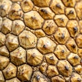 Intricate Tortoise Shell Armor Texture Royalty Free Stock Photo