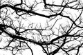 Intricate Tree Branches Isolated Graphic Silhouette