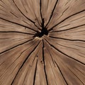 Tree Ring Timelessness Royalty Free Stock Photo