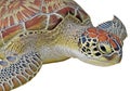Intricate turtle shell pattern Royalty Free Stock Photo