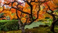 Artistic Japanese maple tree with bright orange leaves and a pond Royalty Free Stock Photo