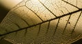 Intricate veins of a delicate skeletonized leaf illuminated by warm sunlight Royalty Free Stock Photo