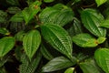 Intricate veins on the leaves of Koster`s curse or Miconia crenata