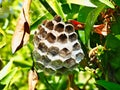 Intricate Wasp Nest Made From Paperised Dry Wood