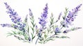 Intricate Watercolor Lavender Sprigs in Soft Purple and Green Hues AI Generated