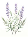 Intricate Watercolor Lavender Sprigs in Soft Purple and Green Hues AI Generated