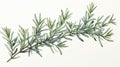 Intricate Watercolor Rosemary Sprig Leaves on Bold Stem AI Generated