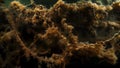 An intricate weblike structure of bacterial biofilms attached to the surface of a submerged shipwreck. The biofilms have