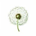 Intricate And Whimsical Dandelion Flower On White Background