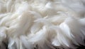 Intricate white feather texture background detailed digital art of large bird feathers