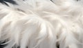 Intricate white feathers texture background in digital art, showcasing detailed large bird feathers