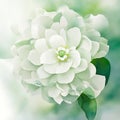 Intricate white petals with a fragrant cascade.