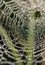 Intricately crafted spider web adorned with dew droplets, creating a shimmering Royalty Free Stock Photo