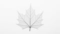 Leaf skeleton on a white background, showcasing a maple leaf\'s Royalty Free Stock Photo