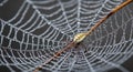 An intricately patterned spider, possibly of Royalty Free Stock Photo