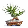 Intricately Sculpted Japanese Aloe Vera Tree In Wooden Pot