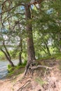 Intricately twisted bare roots and branched trunk of old pine tree on the shore of the lake Seliger, Tver region, Russia. Royalty Free Stock Photo