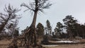 The intricately twisted roots of the tree rise above the sandy soil. Royalty Free Stock Photo