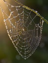 spider web with water drops closeup. ai generative Royalty Free Stock Photo