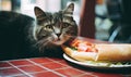 Intrigued feline poised to taste a hot dog. Created with AI