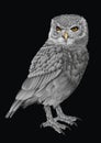 Intrigued silver owl