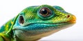 Intriguing Closeup of a Lizard on a White Background A Detailed Studio Portrait for Nature Enthusiasts and Educators Royalty Free Stock Photo