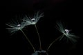Intriguing dandelions with water droplets on a black background