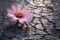 Intriguing Pink flower asphalt. Generate Ai