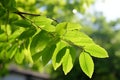 Intriguing Queens tree foliage, soft focus on offset elliptical, spear shaped leaves