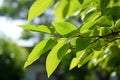 Intriguing Queens tree foliage, soft focus on offset elliptical, spear shaped leaves