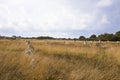 Intriguing standing stones at Carnac in Brittany, north-western France