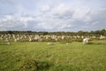 Intriguing standing stones at Carnac in Brittany, north-western France Royalty Free Stock Photo