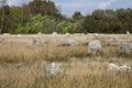 Intriguing standing stones at Carnac in Brittany, north-western France Royalty Free Stock Photo