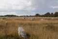 Intriguing standing stones at Carnac in Brittany, north-western France Royalty Free Stock Photo