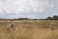 Intriguing standing stones at Carnac in Brittany, north-western France Royalty Free Stock Photo